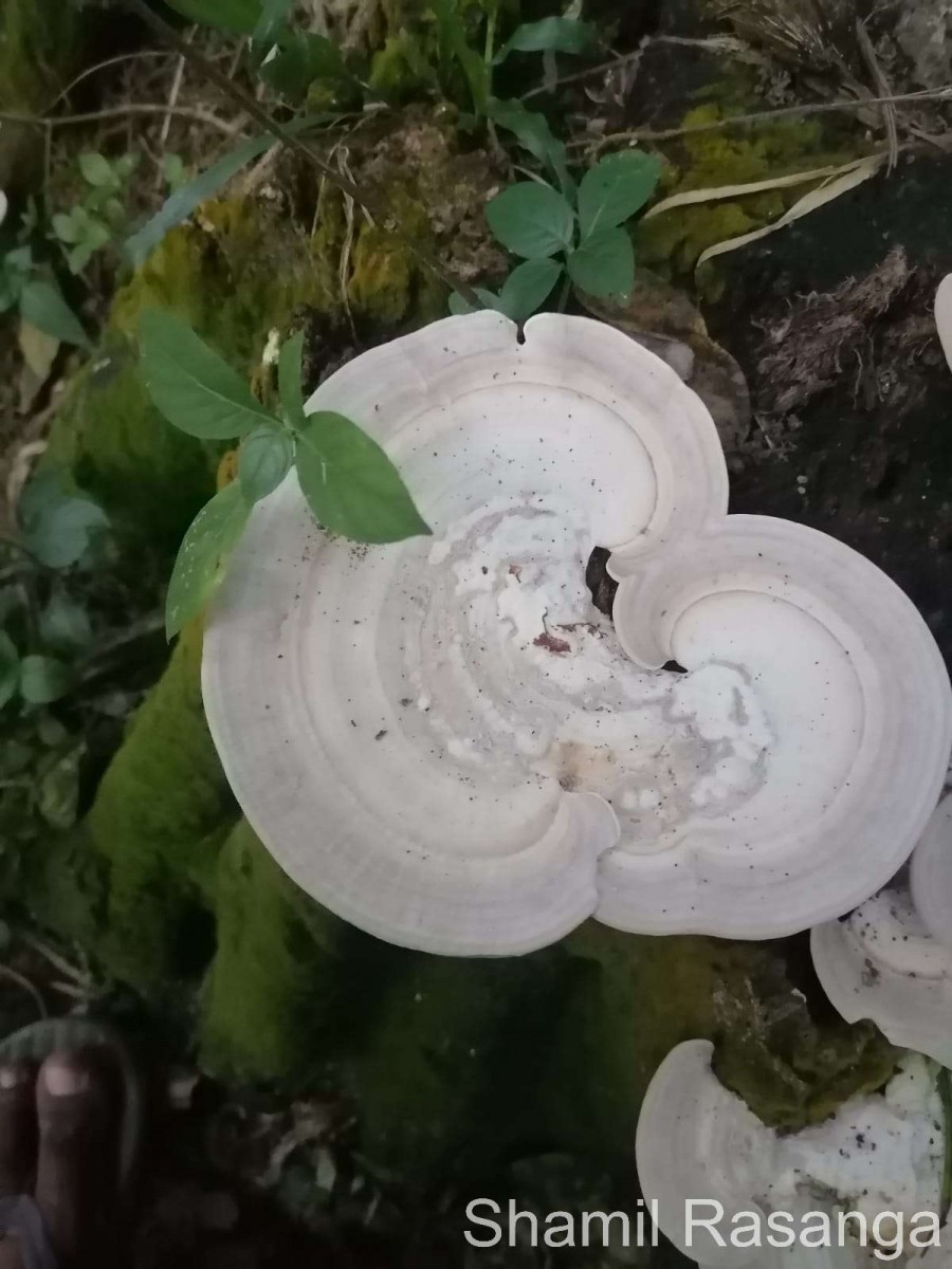 Trametes lactinea Berk. (1843)